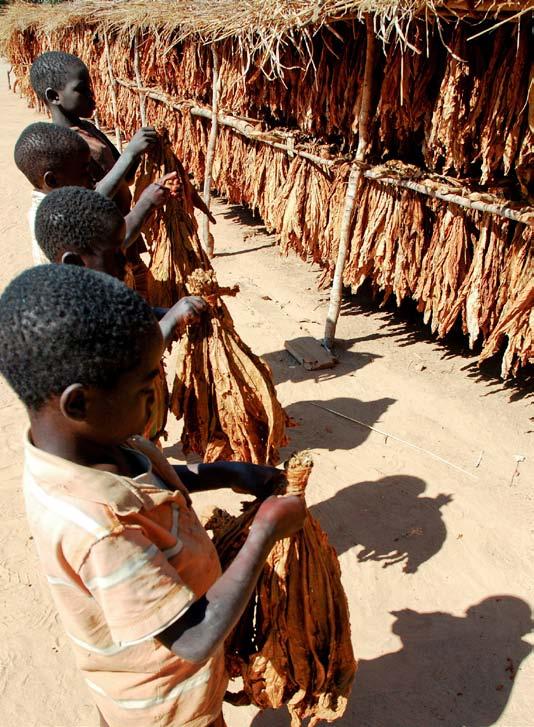 t é m a Kouření vážně poškozuje dětství 17 Eldson Chagara Plan International Kateřina Gabrielová Dětství otrávené nikotinem V době největších sklizní jsou tabáková pole v africkém Malawi zaplněná