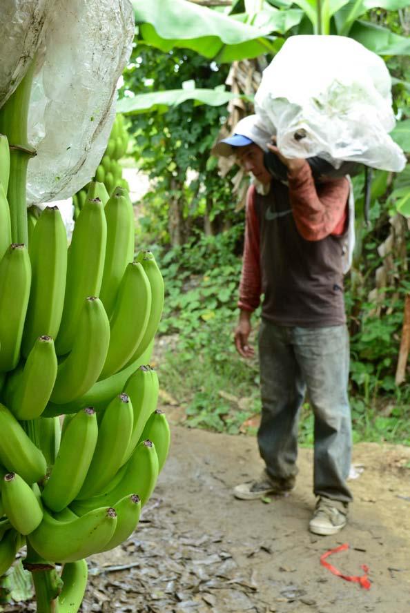 t é m a Dětství na vývoz: komerční zemědělství 7 BArbora Mrázková NaZemi BArbora Mrázková NaZemi Na banánových plantážích pracuje stále méně dětí Po slupkou žlutých plodů se stále skrývá ničení