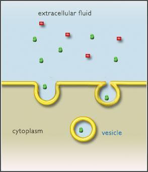 6. Endocytóza Velké molekuly (léčivo na polymeru) Vychytávání látek z cirkulace buňkami Využití v řízené distribuci