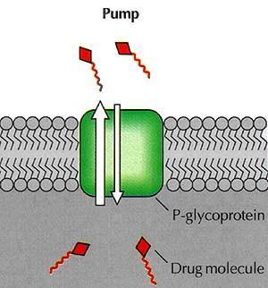 7. Efluxní transportéry ABC transportéry P-glykoprotein, BCRP Efluxní pumpa vypuzuje lipofilní látky z buňky