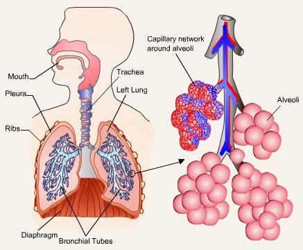 Absorpce léčiv z plic Absorpce většiny léčiv difúzí Tuhé částice - také endocytóza