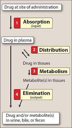 Základní farmakokinetické dějě (ADME) Absorpce podaná látka se vstřebá z místa aplikace do krevního oběhu Distribuce látka přestupuje z krevního oběhu k místu účinku Metabolismus chemická přeměna