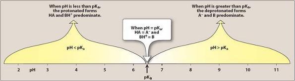 Vliv pk a a ph na ionizaci léčiva AH H + + A kyselina B + H + BH + zásada AH BH +