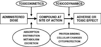 Úvod Toxikokinetika kvantitativní studium pohybu exogenních látek od jejich vstupu do těla, přes distribuci, biotransformaci a eliminaci - rozšíření kinetických principů (z farmakologie) na studium