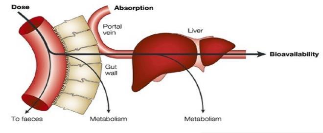 Absorpce a biodostupnost Dostupnost orálně dostupné škodliviny je řízena absorpcí na gastrointenstinální bariéře, metabolismem střeva,