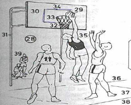 44) die Beinschiene (-, -n) der Knöchelschutz (-es, -e) der Einwurf (-(e)s, -ü-e) der Fußballschuh (-(e)s, -e) die Torwarthandschuhe der Handball (-(e)s, -ä-e) das Handballfeld