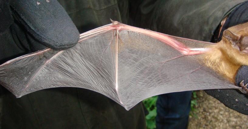 Obr. 2 Fotografie dlouhého úzkého křídla netopýra rezavého (Nyctalus noctula) přizpůsobeného pro vzdušný lov (tzv. aerial hawking) Zdroj: eastyorkshirebatgroup.wordpress.com (2011) 3.
