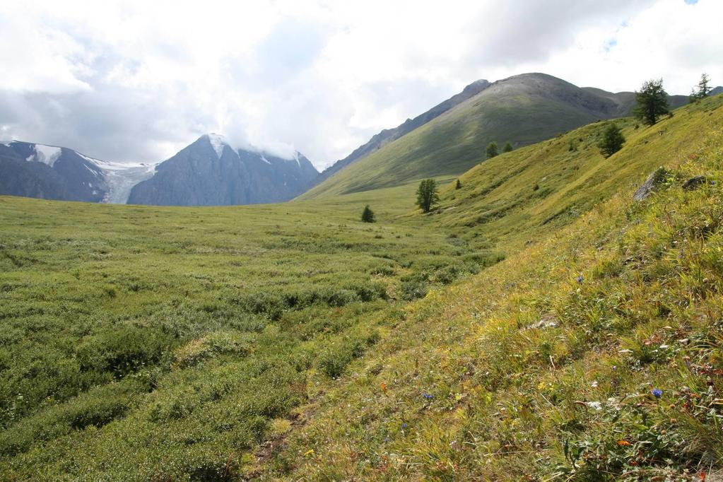 Stepo-tundra v pohoří Altaj krajina vrcholného glaciálu Evropy Druhově bohatá step