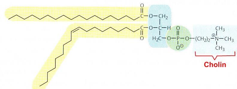 Kvartérní amoniové báze: R Cholin: součást fosfolipidů