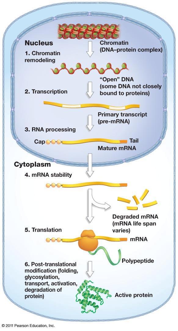 Metody analýzy mirna - microarrays - qpcr - bead-basedbased methods - funkční analýzy Ústřední dogma molekulární