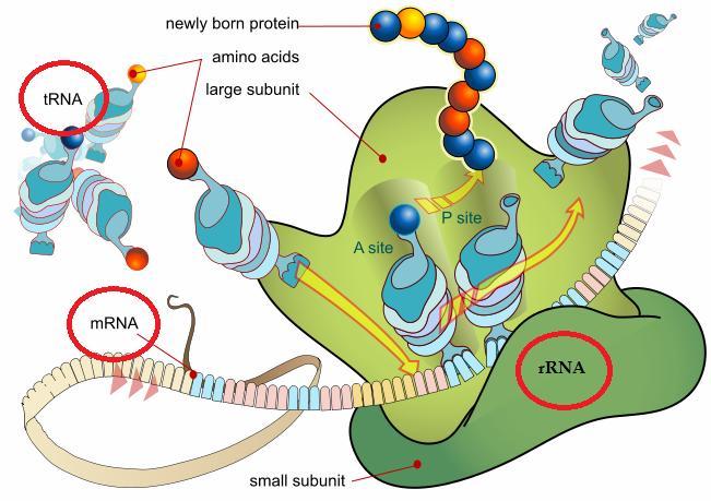 Úrovně regulace genové exprese Modifikace a remodelace chromatinu Sestřih RNA transkriptu Stabilita mrna