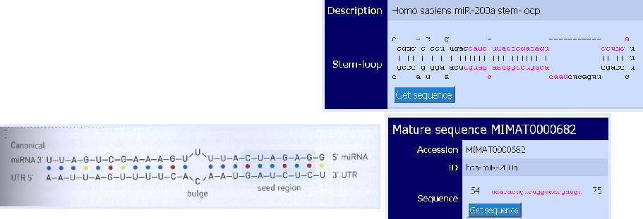 elegans heterochronic gene lin-4 encodes small RNAs with antisense complementarity to lin-14. Cell 75: 843-85 3.