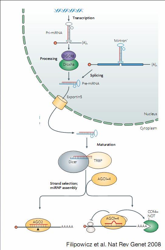 Argonaut) 5. Negativní regulace mrna inhibice translace nebo degradace (P-bodies bodies) 3.