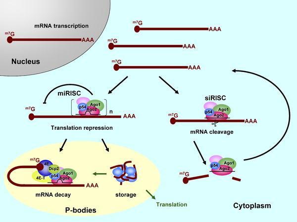 Inhibice translace iniciační nebo elongační fáze 1 Levels of mirna are posttranscriptionally regulated.