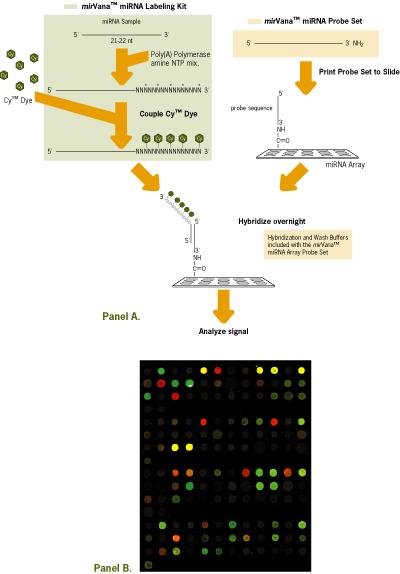 4. Metody analýzy mirna aneb co brát v úvahu při výběru metody Throughput počet vzorků, mirna Cena (reagencie, materiál, instrumentace) Otevřená vs.