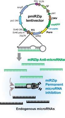 s 3 UTR na mrna Profil exprese mirna se mění při celé řadě onemocnění diagnostický či terapeutický potenciál Metoda analýzy exprese závisí na počtu detekovaných mirna a počtu vzorků Vybrané výsledky
