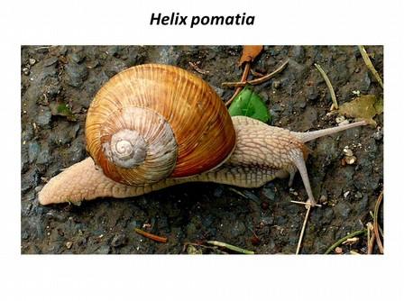 NERMUŤ, J., PŮŽA, V. & MRÁČEK, Z. 2012: Entomopatogenní a moluskoparazitické hlístice neviditelní půdní zabijáci. Živa, 1: 10-13. NIEDOBOVÁ, J., HULA, V. & KOŠULIČ, O.