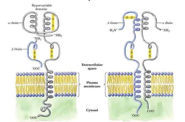 MHC = main histocompatibility complex Komplex genů (transmembránových receptorů) odpovědných za aktivaci adaptivní složky imunitního sytému.