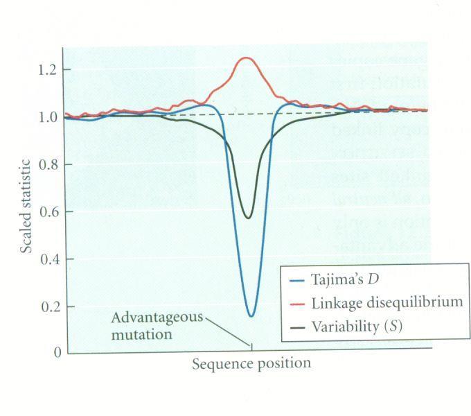 Detekce selekce u (celo)genomových dat Sliding window Problém s průkazností Populačně genetický model a simulace (nutno znát demografickou