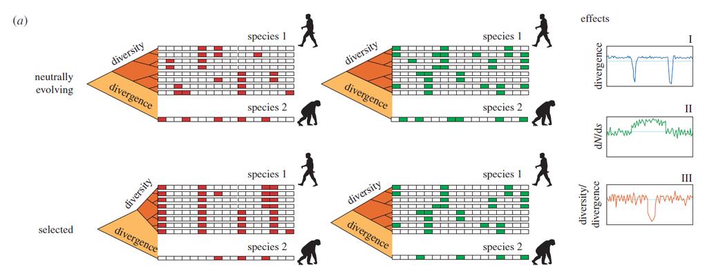 Mezidruhová srovnání Phylogenetic shadowing srovnání divergence daného úseku s divergencí v průměru puryfying selection menší divergence dn/ds (Ka/Ks) specielní případ: