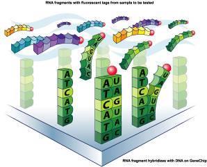(mrna je přepsána zpět na DNA) EST = expressed sequence tags osekvenovaná