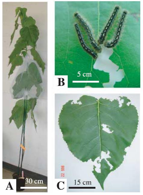 Populus trichocarpa x deltoides a Malacosoma disstria bourovec Ralph