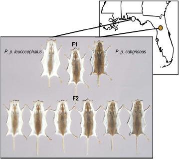 Peromyscus polionotus Mc1r a