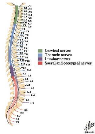 Nervi spinales 31 párů smíšené nervy (různé modality) nervi cervicales 8 párů nervi thoracici 12 párů nervi lumbales - 5 párů nervi sacrales 5