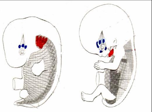 Motorické somitové HN preotické myotomy (somitomery) vytvářejí vnější