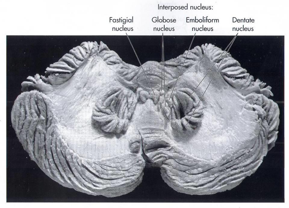 medullare 3 lobi (laloky) lobus anterior lobus posterior