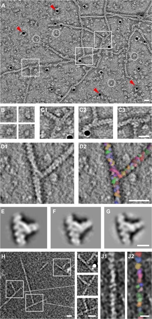 Obrázek 1. Elektronová tomografie vlákna aktinu s nukleací nového vlákna z boku zprostředkována ARP2/3 komplexem.