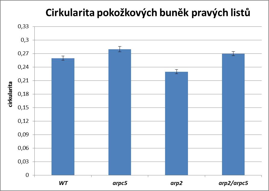 * Graf 5: Analýza cirkularity pokožkových buněk pravých listů (pátý maturovaný list). Rostliny rostly in vivo na jiffech při fotoperiodě 16/8 a při 23 C.