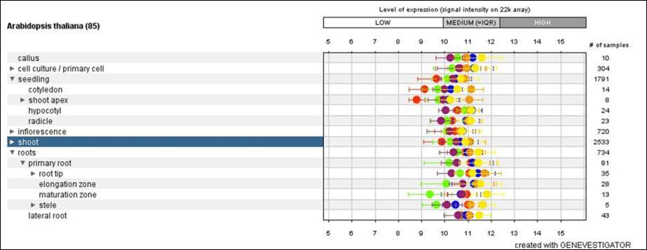 Obrázek 9: Obrázek z databáze Genevestigatoru, kde je v podobě barevných bodů vyznačena míra exprese jednotlivých podjednotek ARP2/3 komplexu.