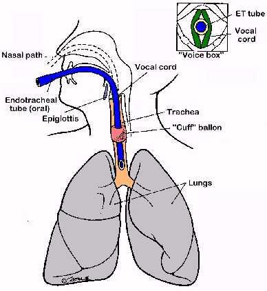 Fyziologie a patofyziologie dýchání