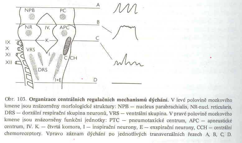 Řízení dýchání dechové centrum: spodina IV.