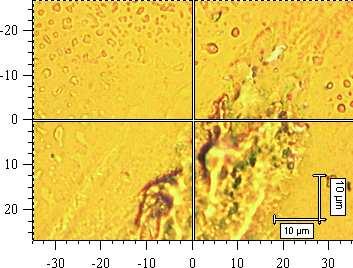 38: Ramanova spektra různých útvarů starých disperzních filmů polyanilinové soli (C) na zlatých podložkách měřená přibližně rok po