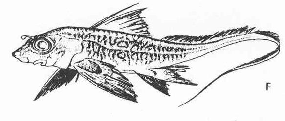 Třída: PARYBY Chondrichthyes Podtřída: Chimérovci Holocephali Řád: CHIMÉROTVÁRNÍ Chimaeriformes Čeleď: CHIMÉROVITÍ Chimaeridae Chiméra podivná Chimaera monstrosa Podtřída: Příčnoústí Elasmobranchii