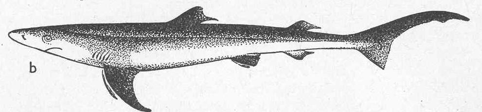 Řád: ŢRALOUNI Carcharhiniformes Čeleď: MÁČKOVITÍ Scyliorhynidae Máčka skvrnitá Scyliorhinus canicula Menší