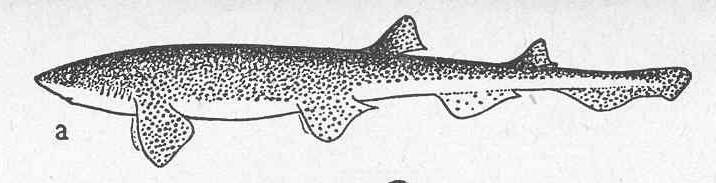 obecný Mustelus mustelus Psohlav obecný Galeorhinus galeus Čeleď: MODROUNOVITÍ Carcharhinidae Ţralok tygří