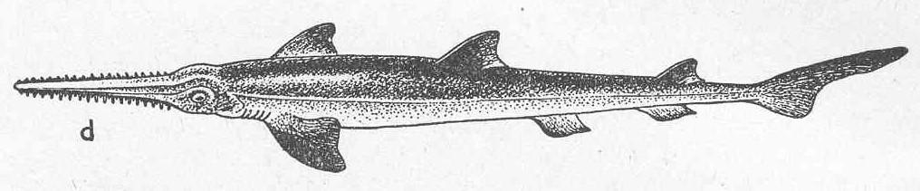 Řád: POLOREJNOCI Squatiniformes Čeleď: POLOREJNOKOVITÍ Squatinidae Polorejnok křídlatý Squatina squatina Řád: PILONOSI Pristiophoriformes