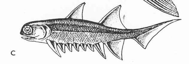 TRNOPLOUTVÍ Acanthodii - malí rybovití čelistnatci devon perm - redukovaný pancíř šupiny (jako ganoidní) - koţovité ploutve se silným trnem - 2 hřbetní ploutve, mezi