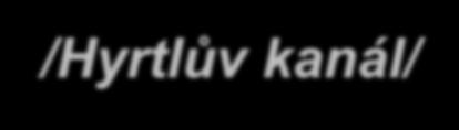 CANALIS MUSCULOFIBULARIS /Hyrtlův kanál/ OHRANIČENÍ OBSAH?