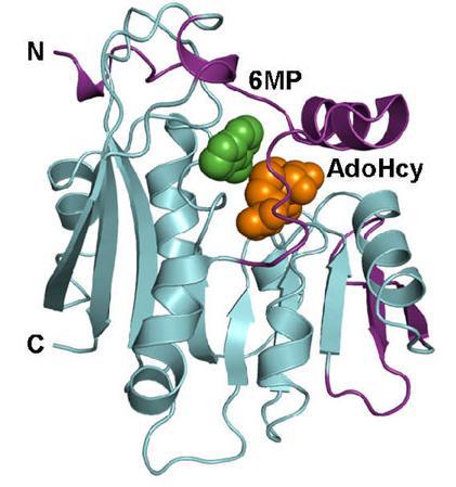 Výzkum struktury htpmt vycházel z myší TPMT. Myší TPMT se z 80% podobá TMPT lidské. Je tvořena 240 aminokyselinami (obr.3) a relativní molekulová hmotnost odpovídá 27586 (Peng et al., 2008).