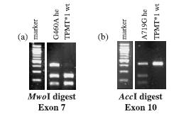 A pro A719G pouţili AccI (Acinetobacter calcoaceticus). Sekvence cílového místa štěpení je uvedena na obr. 16. GTMKAC......CAKMTG Obr.16 Sekvence cílového místa štěpení AccI (www.thelabrat.