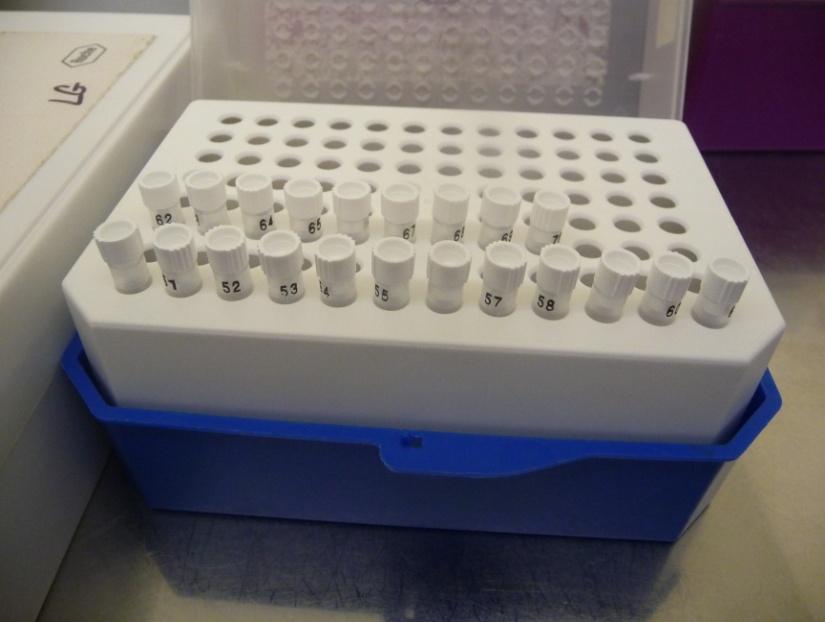 Na obrázku 32. a 33. jsou vidět kapiláry se směsí pouţité pro PCR (27.4.2009) Obr.