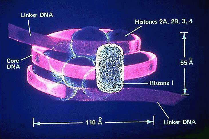 Nukleosom - V přítomnosti H1, 175-200 bp DNA obtočeno kolem nukleosomu - Když H1 odstraněn, ~146 bp