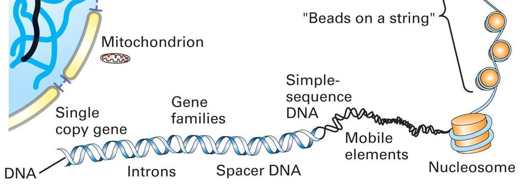 DNA ve