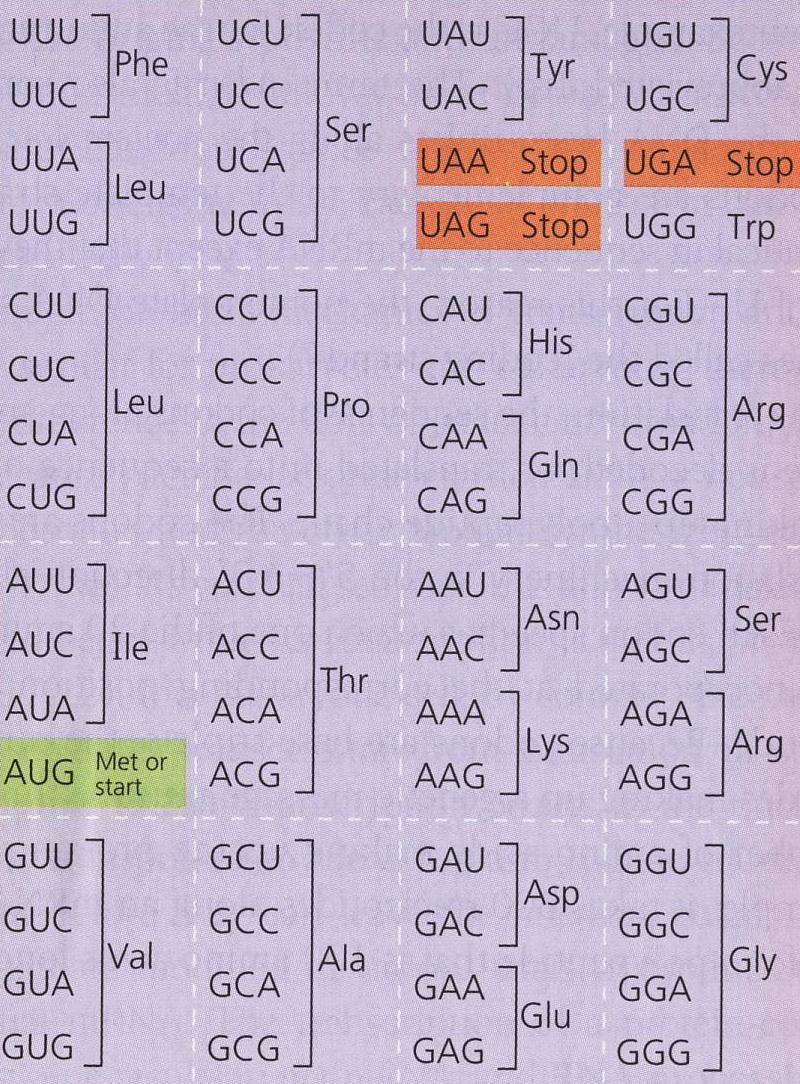 Aminoacyl-tRNA syntetáza katalyzuje vznik kovalentní vazby mezi aminokyselinou a jí odpovídající trna