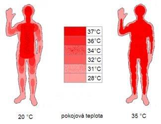 Termoregulace Energie potřebná k udržení optimální teploty