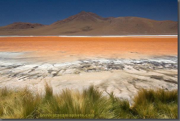 The orange color of Laguna Colorada is due